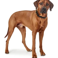 Hunter Sansibar Solid 40 Hundehalsbånd i læder - 30-36 cm