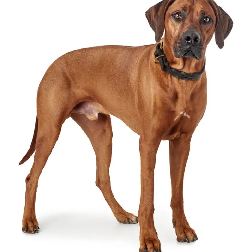 Hunter Sansibar Solid 45 Hundehalsbånd i læder - 34-40 cm