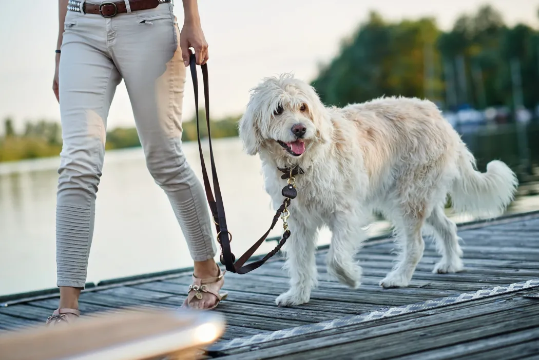 Hunter Sansibar Solid 60 Hundehalsbånd i læder - 48-54 cm