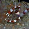 Hvidbåndet pudsereje (Stenopus hispidus)