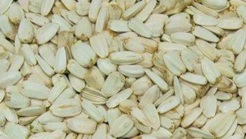Hvide solsikker 2,5 kg