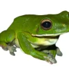 Hvidlæbet løvfrø ( Litoria infrafrenata)
