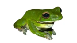 Hvidlæbet løvfrø ( Litoria infrafrenata)