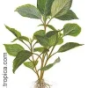 Hygrophila corymbosa.
