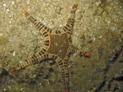 Ikon Søstjerne (Iconaster longimanus)