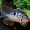 JBL ProNovo Cichlid Grano M 250 ml
