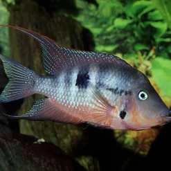 JBL ProNovo Cichlid Grano M 250 ml