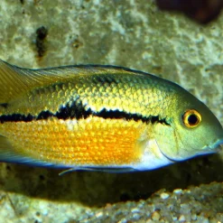 JBL ProNovo Cichlid Grano M 250 ml