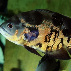 JBL Pronovo Cichlid Grano XL 1 Liter