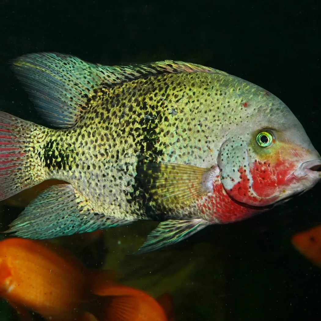 JBL Pronovo Cichlid Grano XL 1 Liter