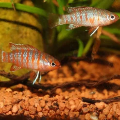 JBL ProNovo Cichlid S Grano 100 ml Klik