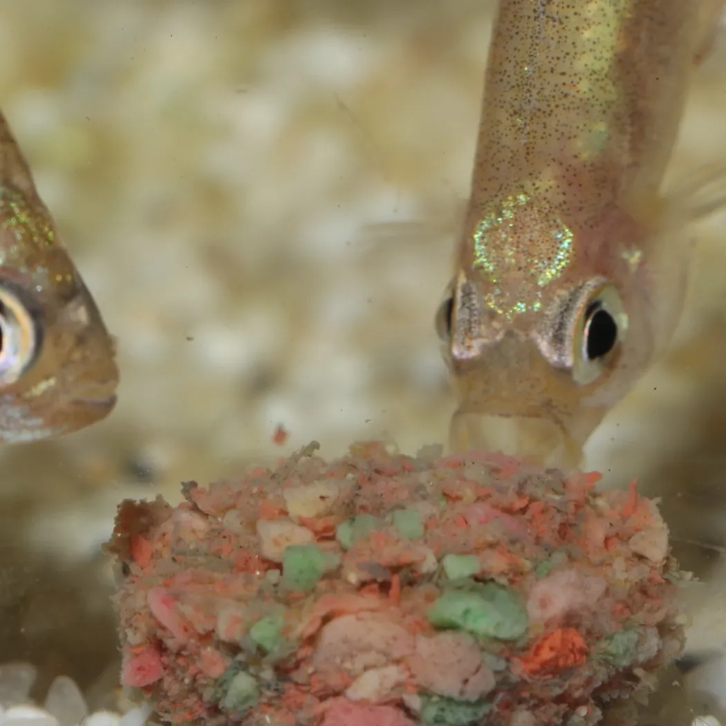 JBL ProNovo Tab M 1000 ml