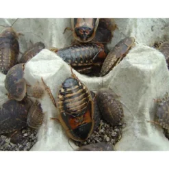 Kakerlak Dubia 1 stk (Blaptica dubia) Argentina