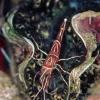 Kamel Reje (Rhynchonetes Sp. Dancing Shrimp)