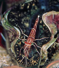 Kamel Reje (Rhynchonetes Sp. Dancing Shrimp)