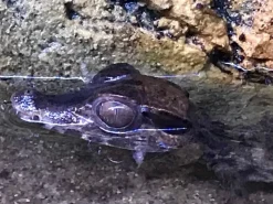 Kilehovedet Dværg kaiman (Paleosuchus Trigonatus)