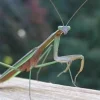Kinesisk Knæler Tenodera sinensis