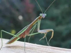 Kinesisk Knæler Tenodera sinensis
