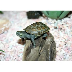Kinesisk trekølsskildpadde (Mauremys reevesii)