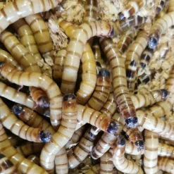Kæmpe melorme 100 gram (Zophobas morio)