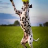 KONG Airdog Football L - robust hundebold med piv og flydefunktion