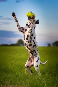 KONG Airdog Football L - robust hundebold med piv og flydefunktion
