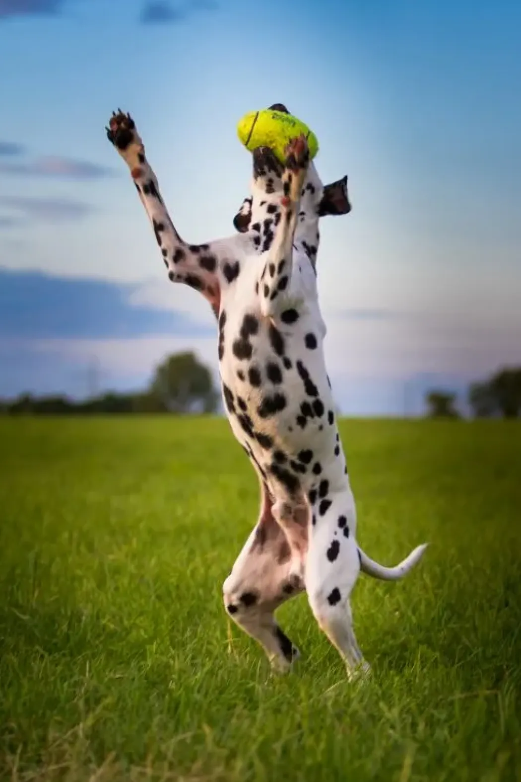 KONG Airdog Football L - robust hundebold med piv og flydefunktion