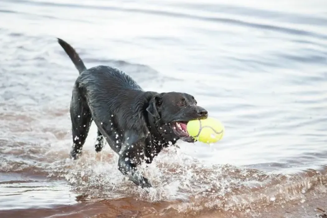 KONG Airdog Football L - robust hundebold med piv og flydefunktion