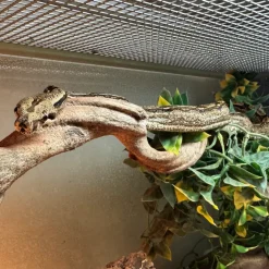 Kongeboa Arabesque poss Hypo 0,1 - Boa Constrictor