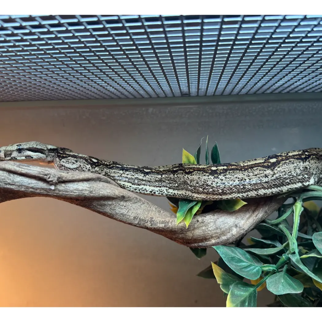 Kongeboa Arabesque poss Hypo 0,1 - Boa Constrictor