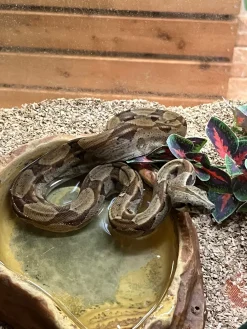 Kongeboa Hypo 100% Het Moonglow Kahl linie 0,1 - Boa Constrictor imperator