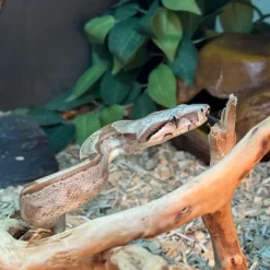 Kongeboa Hypo Keltic Het Moonglow Kahl linie 0,1 - Boa Constrictor
