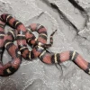 Kongesnog Jalisco (Lampropeltis Jalisco)