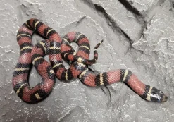 Kongesnog Jalisco (Lampropeltis Jalisco)
