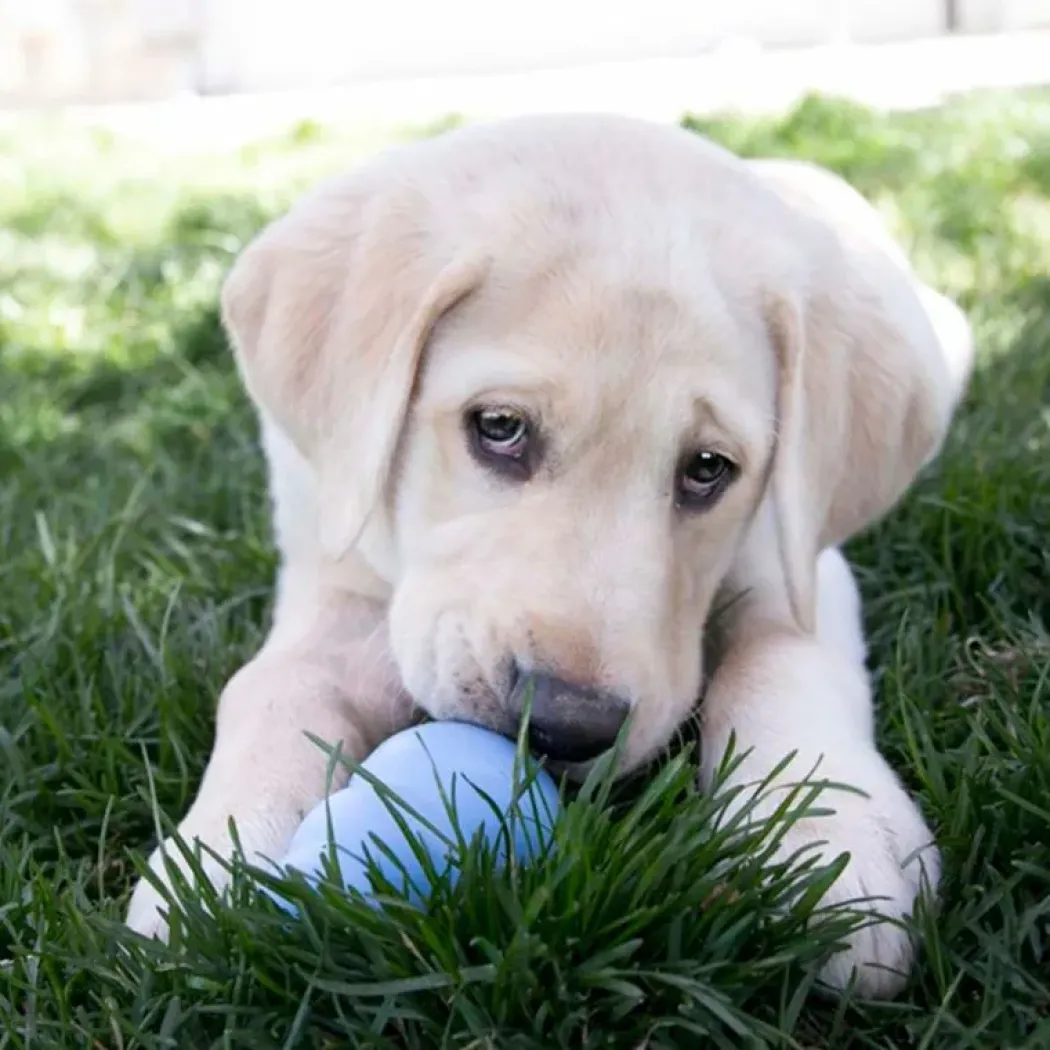 KONG Hundelegetøj Puppy Large 10 cm - blødt aktiveringslegetøj til hvalpe
