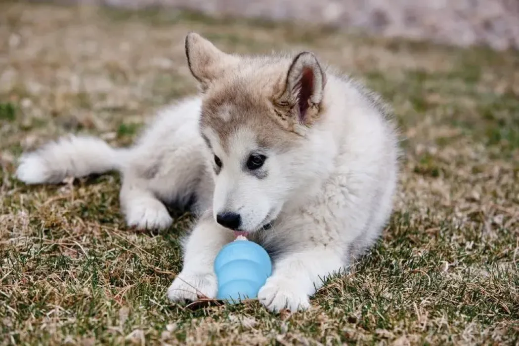 KONG Hundelegetøj Puppy Large 10 cm - blødt aktiveringslegetøj til hvalpe