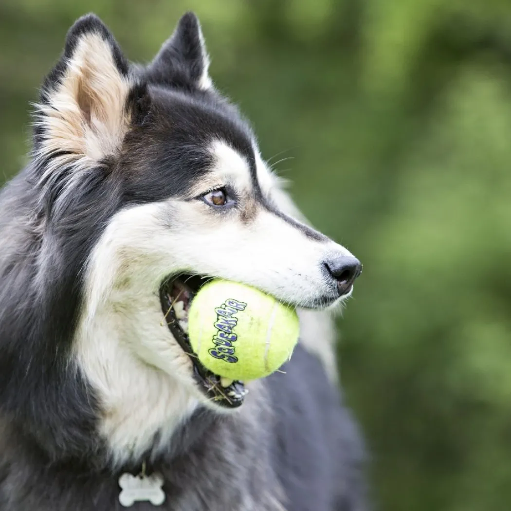 KONG Tennisbold Stor 8 cm med pivlyd - robust hundebold