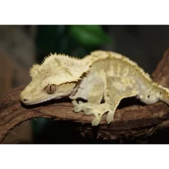 Kronegekko (Crested gecko) (Correlophus ciliatus) Han