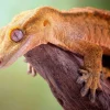 Kronegekko (Crested gecko) (Correlophus ciliatus) Hun