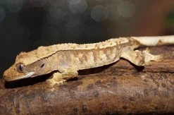 Kronegekko unger Crested gecko (Correlophus ciliatus) unger mix