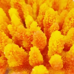 Kunstig koral Acropora millepora (Yellow/Pink)