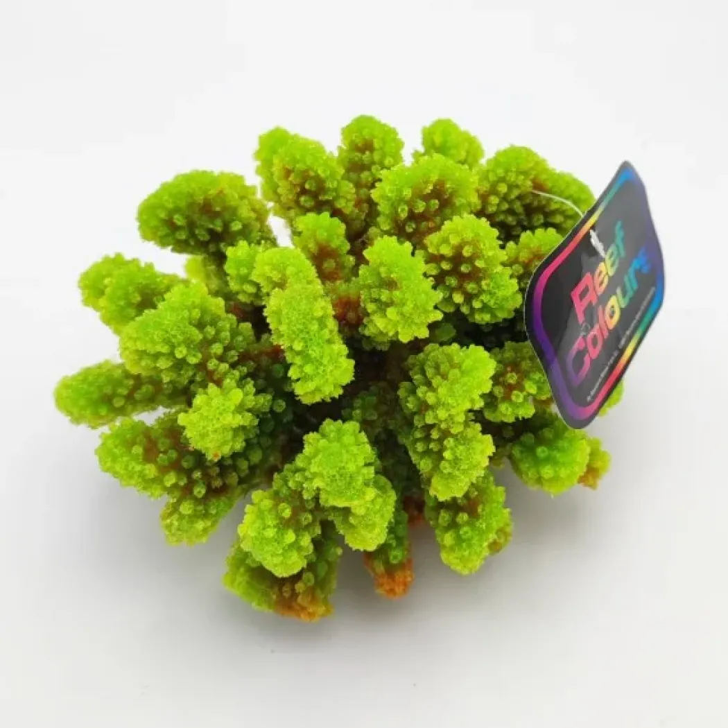 Kunstig koral Pocillopora verrucosa M (Green)