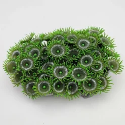 Kunstig koral Protopalythoa M (Green)