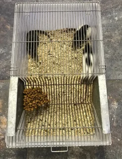 Labbur 4 (rottebur) brugt