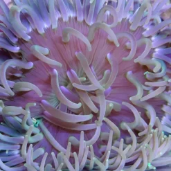 Langtentanklet anemone (Macrodactyla Metallic Long Tentacle)