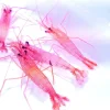 Lysmata wurdemanni