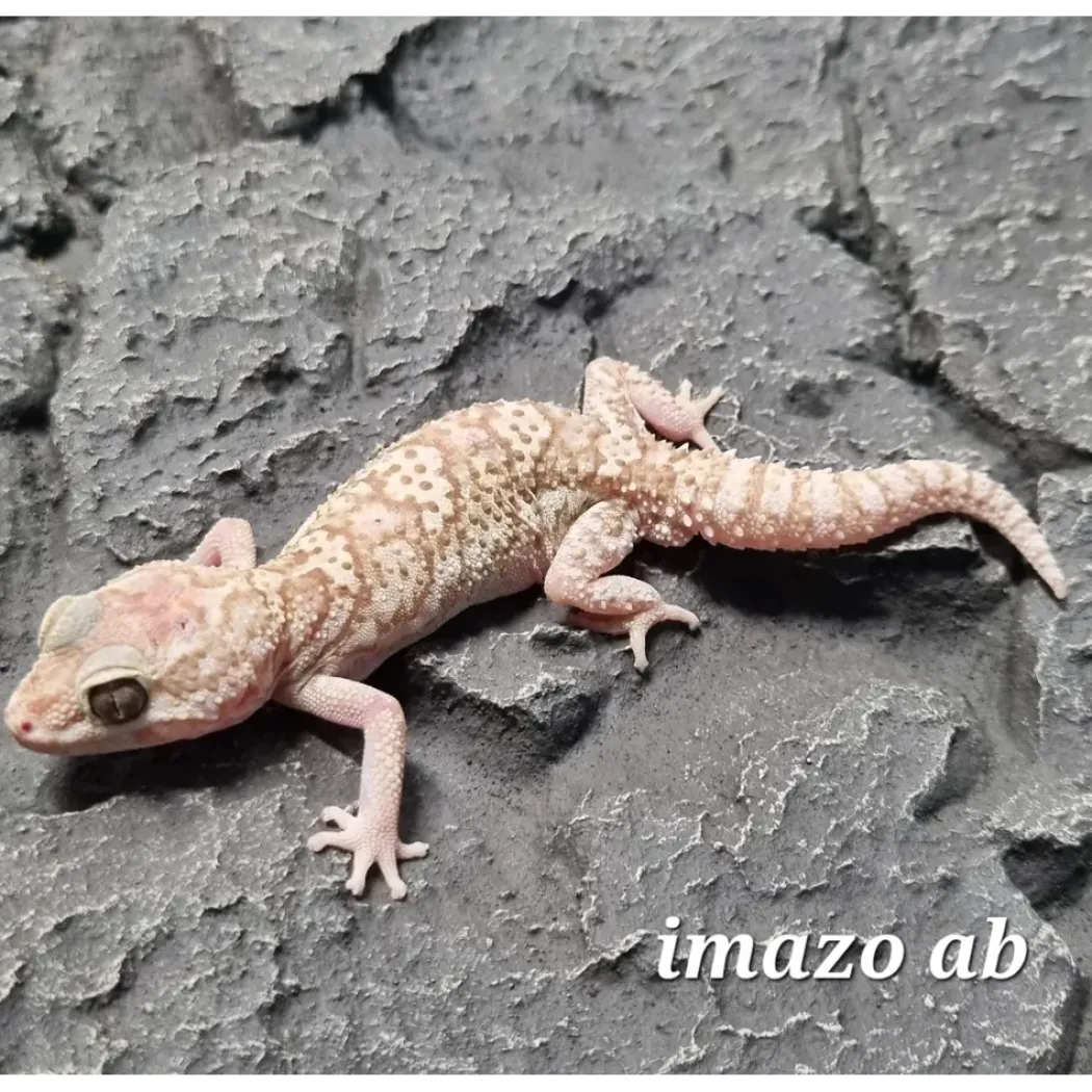 Madagaskar Markgecko Subadult - Paroedura picta