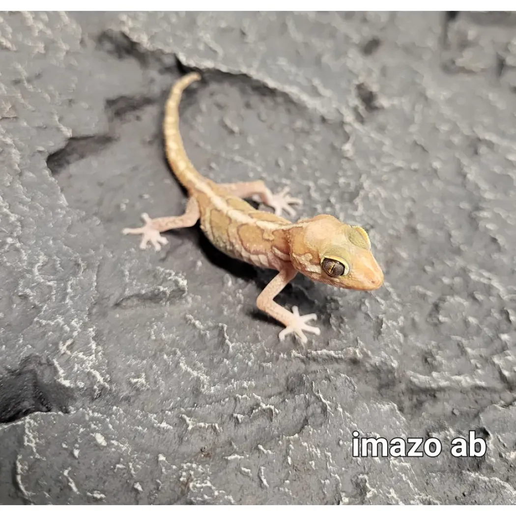 Madagaskar Markgecko Subadult - Paroedura picta