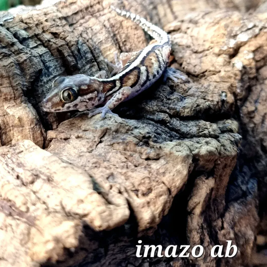 Madagaskar Markgecko Subadult - Paroedura picta