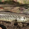 Major skink (Bellatorias Egernia frerei)